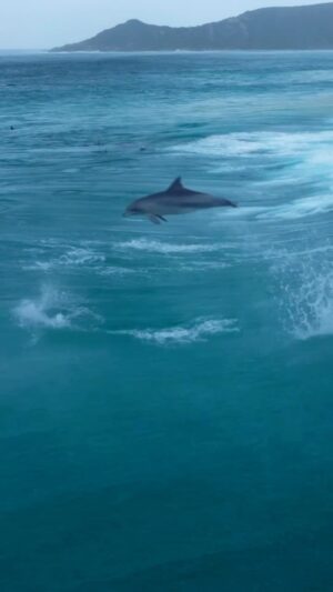 Jaimen Hudson Instagram - Storm surfers 🌊

Dolphins surfing in stormy conditions, Esperance WA