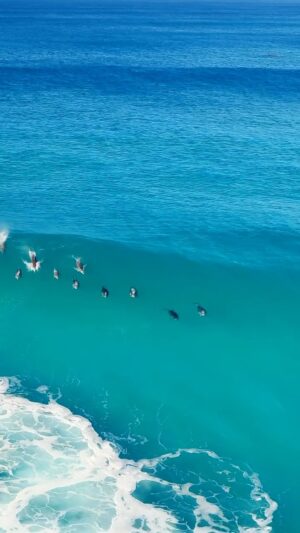 Jaimen Hudson Instagram - Hello it’s me 🐬 🚀
.
Bottlenose dolphin surfing, Esperance Western Australia.