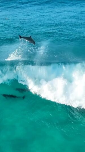 Jaimen Hudson Instagram - Magic Mother Nature 🌏🐬
.
Dolphins surfing crystal clear water, Esperance Western Australia