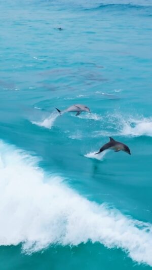Jaimen Hudson Instagram - Dolphins take flight 🐬
.
Dolphin surfing, Esperance, Western Australia.
.
#australia #dolphins #surfing #wildlife #nature