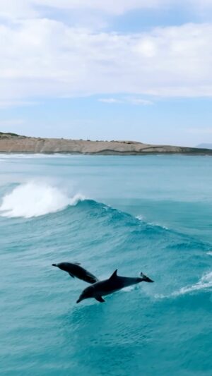 Jaimen Hudson Instagram - Party wave 🎉
.
Dolphins riding a wave together, Esperance WA
.
#dolphin #surfing #esperance #australia #nature