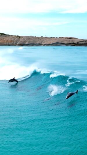 Jaimen Hudson Instagram - Dolphins share the ultimate party wave, Esperance W.A. 🐬
.
I think this may be the best dolphin surfing footage I have ever filmed. 
.
#dolphins #bottlenosedolphins #surfing #wildlife #australia #nature #naturephotography #esperance #thisiswa #natgeo