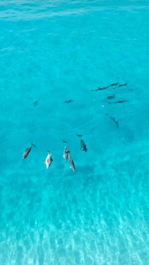 Jaimen Hudson Instagram - Dolphin groovers 🐬
.
Dolphins surfing, Esperance WA
.
#dolphins #surfing #esperance #australia #wildlife e