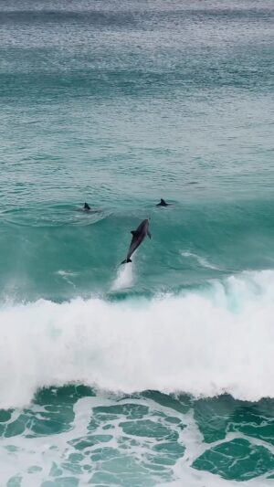 Jaimen Hudson Instagram - Dolphin take off 🚀🚀
.
Dolphin launch, Esperance Western Australia
.
#dolphin #surf #wildlife #ocean