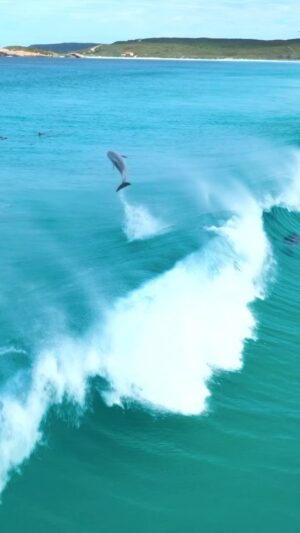 Jaimen Hudson Instagram - Go big or go home 🐬
.
Dolphins surfing waves, Esperance Western Australia. 
.
#dolphins #wildlifephotography #naturephotography #ocean