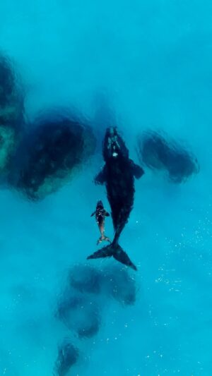 Jaimen Hudson Instagram - Motherly love 💙
.
Southern Right whale and her fresh calf cruising the crystal waters of Esperance, Western Australia 
.
@esperancecruises