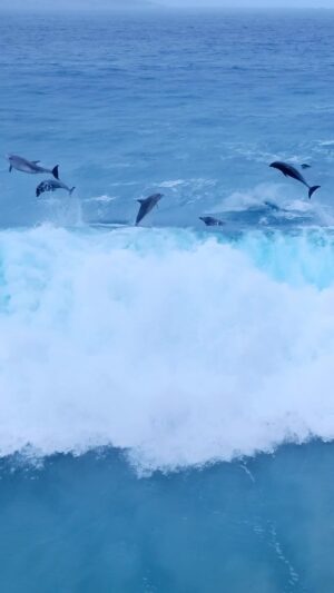 Jaimen Hudson Instagram - Storm riders 🐬 🌧️
.
Dolphins making the most of some cloudy conditions, Esperance Western Australia
.
#dolphins #surfing #nature #wildlife #ocean
