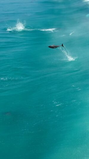 Jaimen Hudson Instagram - Surfs up 🐬
.
Dolphins surfing, Esperance Western Australia
.
#dolphins #surfing #nature #australia