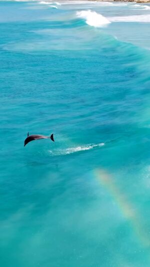 Jaimen Hudson Instagram - Dolphin rainbow surfs 🌈🐬
.
Bottlenose Dolphins surf through rainbows, Esperance Western Australia. 
.
I absolutely love getting to capture, unique moments like this
.
#surf #dolphin #wildlife #australia #nature #ocean
