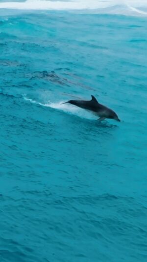 Jaimen Hudson Instagram - Effortless surfers 🐬
.
Dolphin surfing, Esperance Western Australia