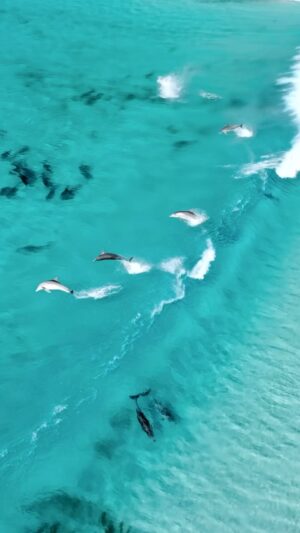 Jaimen Hudson Instagram - It doesn’t get much better than this 🐬
.
I found this incredible Dolphin pod surfing for probably an hour in early February, I had been on a bit of a dry spell… As far as dolphins go anyway 😂 to the point that I hadn’t seen them for probably a week, so almost didn’t expect to see them this time. When I came around the corner of Blue Haven to reveal Salmon Beach and this pod, I was absolutely wrapped. 
.
Dolphins surfing crystal clear blue waves… It doesn’t get much better 🐬
.
Esperance, Western Australia
.
#dolphins #surfing #wildlife #nature #australia #ocean