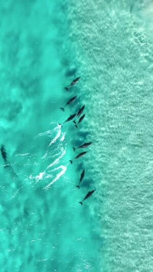 Jaimen Hudson Instagram - See through waves 🐬
.
Esperance, Western Australia 
.
#dophins #surf #ocean #nature #australia