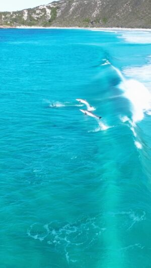 Jaimen Hudson Instagram - Party waves 🤙🏻 
.
Dolphins surfing, Esperance, Western Australia 
.
#dolphins #surf #nature #ocean