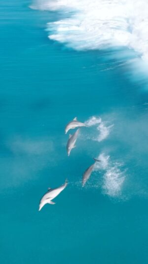 Jaimen Hudson Instagram - Perfect offshore surfing conditions for these guys 🌊
.
Esperance Western Australia,
.
#dolphins #surfing #australia #nature