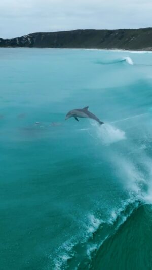 Jaimen Hudson Instagram - Stormy surfs ⛈️
.
Esperance Western Australia
.
#dolphin #surfing #esperance #wildlife #drone