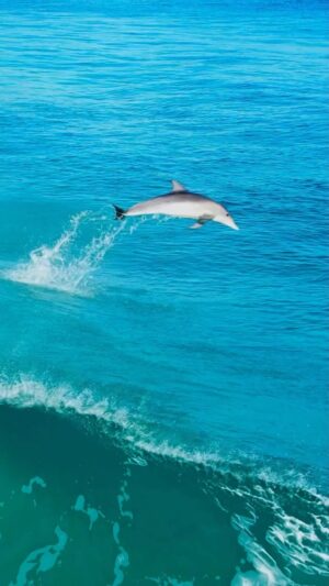 Jaimen Hudson Instagram - I am so lucky to get to film these moments and share them with you all. Wildlife is such an incredible subject to film, nothing can be planned or reshot.. you just have to do your best to capture it as it unfolds in front of you. 
.
This tranquil surfer was shot in Esperance, Western Australia. Living his best life