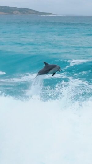 Jaimen Hudson Instagram - Moments like this, keep me addicted to chasing Wildlife 😍
.
Dolphin, surfing wave, Esperance Western Australia.
.
#dolphin #wildlife #loop #surf #ocean #nature