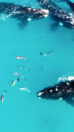Jaimen Hudson Instagram - Harmony 🐬🐳
.
Dolphins and Whales play together, Esperance Western Australia 
.