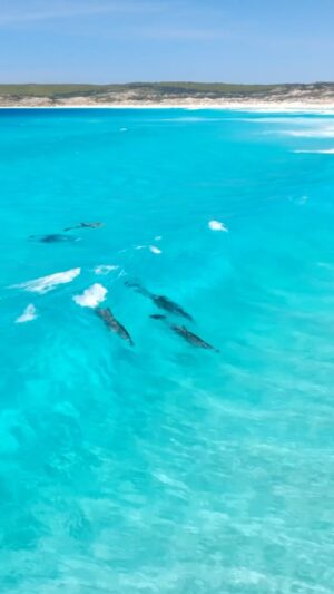 Jaimen Hudson Instagram - Blue crush 🐬
.
Dolphin pod surfing the clear bluewater, Esperance Western Australia
.
#dolphin #surfing #wildlife #ocean #nature
