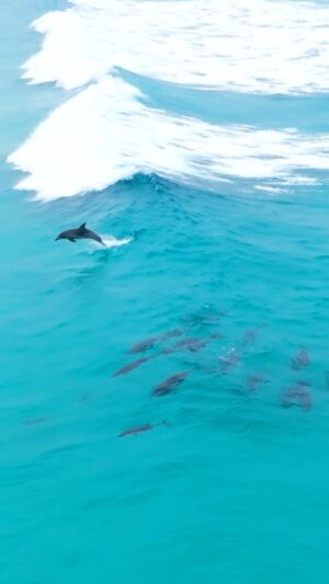 Jaimen Hudson Instagram - Succulent slow motion 🐬
.
Solo Bottlenose Dolphin fun✌🏻