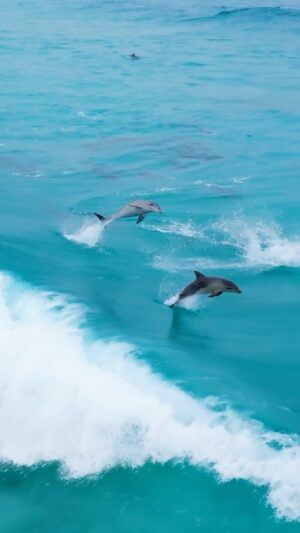 Jaimen Hudson Instagram - Dolphins having the time of their lives 🐬
.
Surfing, Esperance Western Australia
.
#dolphin #surf #nature #wildlife
