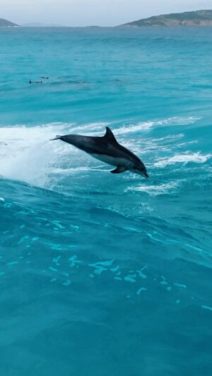 Jaimen Hudson Instagram - Dolphins have too much fun 🐬
.
Dolphins surfing, Esperance Western Australia 
.
#dolphin #surf #nature #wildlife