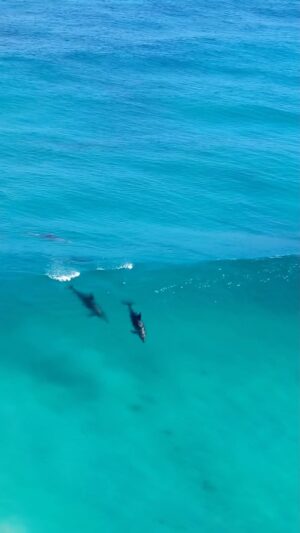 Jaimen Hudson Instagram - Nature at her finest 💦
.
Dolphins surfing, Esperance Western Australia