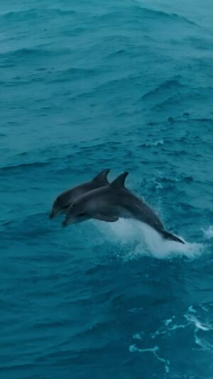 Jaimen Hudson Instagram - The place they belong 🐬
.
Synchronised dolphin launch, Esperance Western Australia
.
#esperance #australia #dolphin #wildlife #nature