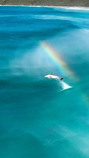 Jaimen Hudson Instagram - Wild, free & jumping over a rainbow 🐬🌈
.
This Dolphin is living his best life, Esperance Western Australia 
.
#dolphins #surfing #wildlife #rainbow #nature