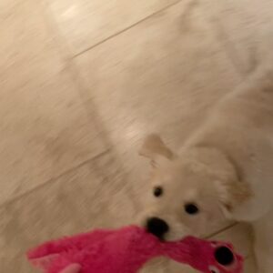 James D'Arcy Instagram - BERNARD UPDATE: A bit like Rick Astley, the puppy is never gonna give him up.