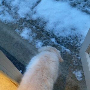 James D'Arcy Instagram - Amidst all the miserable news, here’s a puppy discovering snow for the first time to cheer you up.