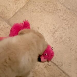 James D'Arcy Instagram - Update: the puppy has the right idea of how to handle the flamingo.