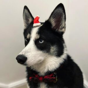 Jamie Hensley-Davies Instagram - Kepler may be thoroughly unamused by the tiny hat, but I laughed a lot. Sorry boy. :’)
Hope you have a wonderful day wherever you are in the world!
.
.
.
#xmas2021 #pomsky #kepler #wowrightmeow
