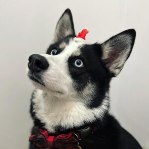 Jamie Hensley-Davies Instagram - Kepler may be thoroughly unamused by the tiny hat, but I laughed a lot. Sorry boy. :’)
Hope you have a wonderful day wherever you are in the world!
.
.
.
#xmas2021 #pomsky #kepler #wowrightmeow