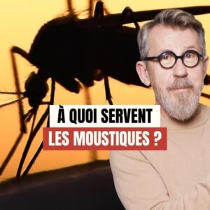 Jamy Gourmaud Instagram - À quoi peuvent bien servir les moustiques 🦟 mis à part nous empêcher de dormir la fenêtre ouverte en été ? 🤔 
.
.
.
#Epicurieux #culturegenerale #vulgarisation #moustique #insecte