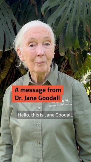 Jane Goodall Instagram - Jane Goodall is calling on the pension industry to stop deforestation NOW! 💚💚💚 

SAVING JANE film by @paulgoodenough and @rewritingearth and @mmmoneymatter_ @global_witness @global_canopy 

Video edit by @global_witness 💚