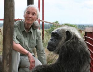 Jane Goodall Instagram - Dr. Jane Goodall is so well known for living among wild chimpanzees — in their natural habitat, in Tanzania’s Gombe National Park 🌳🐵
 
And here at the Jane Goodall Institute, we are intentionally cautious about how we use archival photos of Jane with chimpanzees. If you’ve followed us for awhile, you may have noticed our disclaimer about human and wildlife interaction on our posts! Here’s why we're very mindful:
 
💚 We’ve since learned a lot more about how to best interact with chimpanzees and other wildlife. A major threat to chimpanzees is disease, which can pass easily from humans to chimps.
💚 Chimpanzees are wild animals that must not be kept as pets or for entertainment. Images that suggest otherwise drive demand for the illegal wildlife trade, which also poses a significant threat to chimpanzees and other great apes.
 
Since making her groundbreaking chimpanzee observations, Jane has advocated tirelessly on behalf of chimpanzees and other species, their right to be protected in their natural habitat, and their compassionate, species-appropriate care in captive settings. Her accomplishments include being a significant force in the efforts to list chimpanzees under the Endangered Species Act in the early 1990s, expanding those protections in 2013, and advocating for the near-total ban on biomedical research on chimpanzees in 2015 🫶
 
👉 Swipe to learn more about how to spot chimpanzee content red flags, and head to the link in our bio to learn more.
 
And now, the disclaimer! *The Jane Goodall Institute does not endorse handling or close proximity to wildlife. This represents a sanctuary context with trained professionals.*
 
📸: JGI/Fernando Turmo
 
#ChimpSanity #ChimpCrazy #ForeverWild