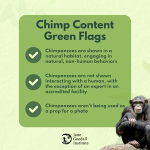 Jane Goodall Instagram - Dr. Jane Goodall is so well known for living among wild chimpanzees — in their natural habitat, in Tanzania’s Gombe National Park 🌳🐵
 
And here at the Jane Goodall Institute, we are intentionally cautious about how we use archival photos of Jane with chimpanzees. If you’ve followed us for awhile, you may have noticed our disclaimer about human and wildlife interaction on our posts! Here’s why we're very mindful:
 
💚 We’ve since learned a lot more about how to best interact with chimpanzees and other wildlife. A major threat to chimpanzees is disease, which can pass easily from humans to chimps.
💚 Chimpanzees are wild animals that must not be kept as pets or for entertainment. Images that suggest otherwise drive demand for the illegal wildlife trade, which also poses a significant threat to chimpanzees and other great apes.
 
Since making her groundbreaking chimpanzee observations, Jane has advocated tirelessly on behalf of chimpanzees and other species, their right to be protected in their natural habitat, and their compassionate, species-appropriate care in captive settings. Her accomplishments include being a significant force in the efforts to list chimpanzees under the Endangered Species Act in the early 1990s, expanding those protections in 2013, and advocating for the near-total ban on biomedical research on chimpanzees in 2015 🫶
 
👉 Swipe to learn more about how to spot chimpanzee content red flags, and head to the link in our bio to learn more.
 
And now, the disclaimer! *The Jane Goodall Institute does not endorse handling or close proximity to wildlife. This represents a sanctuary context with trained professionals.*
 
📸: JGI/Fernando Turmo
 
#ChimpSanity #ChimpCrazy #ForeverWild