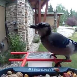 Jann Arden Instagram - Bluejay-- this is his 5th visit for a peanut