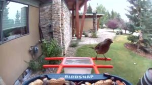 Jann Arden Instagram - Love my bird feeder
