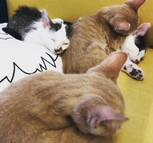 Jared Harris Instagram - We made some new friends today! Thank you to @catconworldwide for helping @allegrariggio arrange our fun shoot (she took all these candid pics), @oh.em.gen & @foundanimals for the support, @shaelacook for being our amazing photographer! All our kitten models are available for adoption at @adoptnshop, 4235 Sepulveda Blvd, Culver City, CA 90230 #TeamHarris #CatConWorldwide #AdoptDontShop