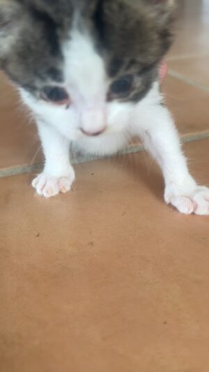 Jean-Luc Reichmann Instagram - 🐾 CHALUT ‼️ 
Un grand merci à tous pour vos propositions de prénoms pour Chaton 🐱 
Les retenus pour l’instant sont … et vous pouvez donner votre avis pour : 
1- Yoshi
2- Zut 
3- Vaillant 
4- Ziggy 
5 - Wesh
6-Winwin
7-Woody 
8-Youpi
9-Xavier
10-Zémilien 

J’attends vos préférés ‼️
#chat #chats #chaton #chatons #cat #cats #male #bonheur #love #amour