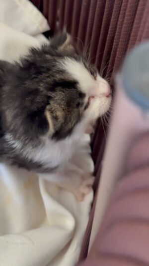 Jean-Luc Reichmann Instagram - 6h30 du matin le dimanche … 😻
Je comprends vraiment maintenant d’où vient l’expression dès potron-minet. 😂😂
Bonne journée et bonnes Vacances CHATOUSS ‼️
#chat #chats #chaton #chatons #vacances #bonheur #partage #joie #soleil