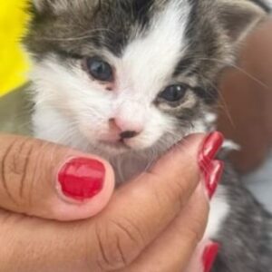 Jean-Luc Reichmann Instagram - 🐾 BONJOUR. La nouvelle vient d’arriver aujourd’hui 15 Août et c’est officiel ‼️ 
Toutes les personnes qui avaient dit que c’était une fille se sont trompées … 
C’EST UN GARÇON 🐈‍⬛ 
Reste à trouver un prénom pour petit Chaton. C’est l’année des V, W, X, Y, Z . 
On l’appelle comment alors ⁉️… 
Bonne fête à toutes les Marie et Joyeux 15 ZOUZOUTTaToussS 🙏

#chat #chats #chaton #chatons #cat #cats #male #bonheur #love #amour #marie