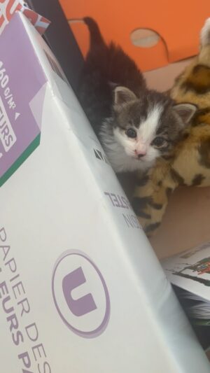 Jean-Luc Reichmann Instagram - Des News de Petit Chat… 🐈‍⬛ 
Impossible de trouver un vétérinaire veille de 15 août. Impossible de trouver une animalerie ouverte pour un parc plus grand, mais ne vous inquiétez pas, toute la famille y travaille ‼️
C’est que ça prend du temps ces petites bêtes-là 🥰
Bon week-end du 15 AoûtChatousss 🐾 #famille 
#chat #chats #chaton #chatons #cat #cats