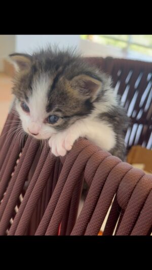 Jean-Luc Reichmann Instagram - BONJOUR 
🙀 Grosse frayeur au petit matin … Petit chat tente le tout pour le tout . On a frôlé lla CHATASTROPHE‼️
Un numéro d’équilibriste sans pareil 😂
Bonne journée Chatousss 🐾
#chat #chats #chaton #chatons #frayeur #cat #cats