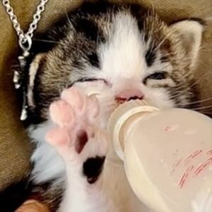 Jean-Luc Reichmann Instagram - 🐱 Petit Chat d’Amour vous souhaite à tous une Très Bonne Soirée avant d’aller se reposer … 
Chalut et bonne Choirée ‼️🐾 🥰

#chat #chats #chaton #chatons #bonheur #partage #cat #cats