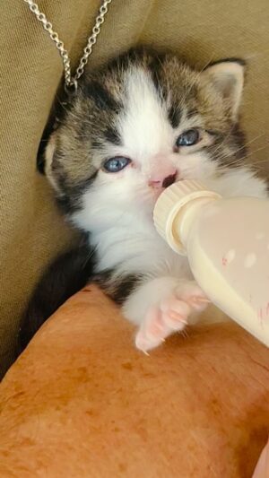 Jean-Luc Reichmann Instagram - 7h30 …. 
🥰 Notre tout petit dernier de la famille a les yeux bleus et tient son biberon tout seul ‼️
C’est un petit glouton ou une petite gloutonne… C’est pour cela qu’il n’a pas encore de prénom, le chaton. 🐱 
Bon MARDICHATOUSS ‼️
#chat #chats #chaton #chatons #vacances #bonheur #partage #joie #soleil