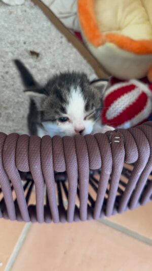 Jean-Luc Reichmann Instagram - 7h du matin… 1er pipi et 1er caca dans la litière. 🥰
C’est promis, on va trouver une caisse plus grande ! 
Bonne journée, bonne semaine et bonnes Vacances CHATOUSS ‼️
#chat #chats #chaton #chatons #vacances #bonheur #partage #joie #soleil