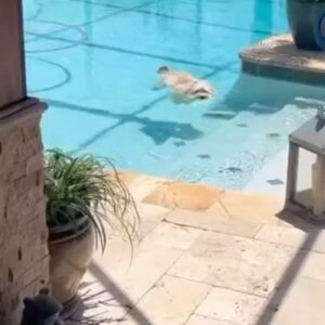 Jean-Michel Tinivelli Instagram - On est pas bien là les pieds ds l eau … #bonnejournée#bungiorno#goodday#weather#hot#sunny#swimmingpool #chill#sun#goodvibes#only#piscine#cool#toutou#chien#chienheureux#pet#perfect #happy#merci#❤️❤️❤️#tinivelli